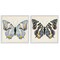 Stupell Industries Butterflies with Yellow Details 2pc Framed Giclee Wall Art Set Design by Susan Arnot